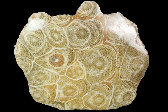 Polished Fossil Coral (Actinocyathus) - Morocco #100647